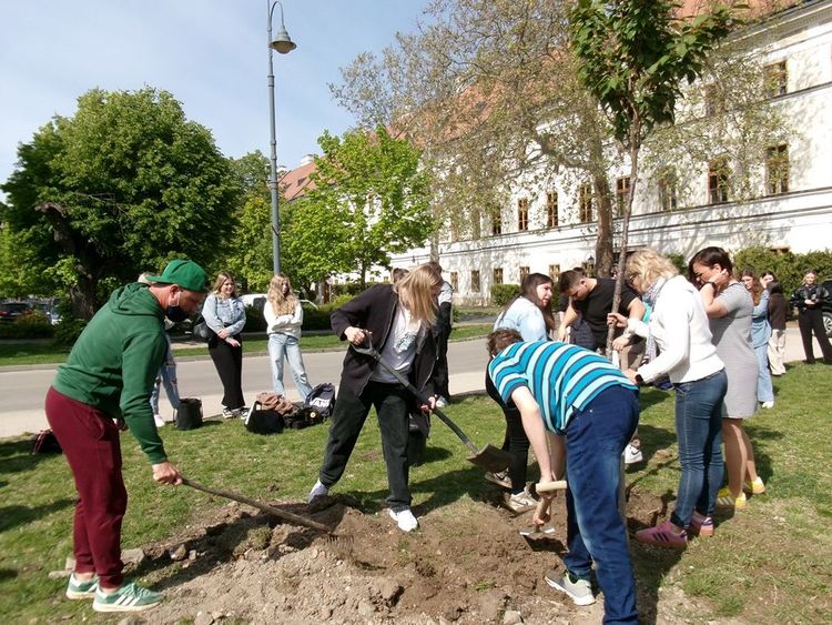 Hatodik ballagási emlékfa