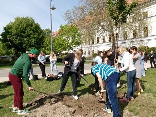 Hatodik ballagási emlékfa